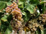 Settembre, il Mese del Vino