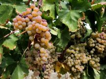 Terre del Sud Piemonte: Settembre, il Mese del Vino