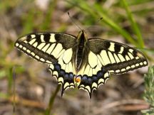 Coniolo e le sue farfalle - domenica 18 Giugno