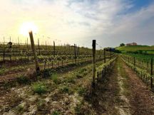 MonferVINUM tra i filari, in cantina e nel calice