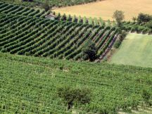 Domenica 25 Giugno 2017 a Sala Monferrato alle 17