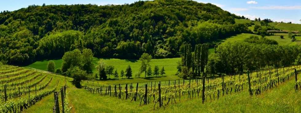 The Vineyard Landscape of Piedmont